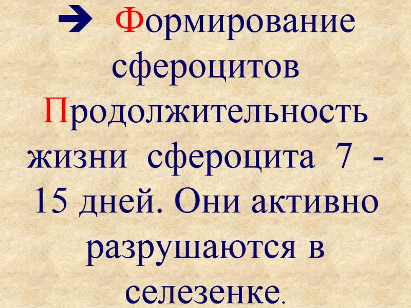   Формирование  сфероцитов Продолжительность жизни  сфероцита  7  - 